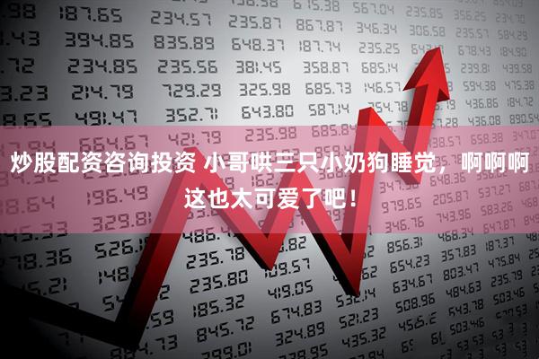 炒股配资咨询投资 小哥哄三只小奶狗睡觉，啊啊啊这也太可爱了吧！